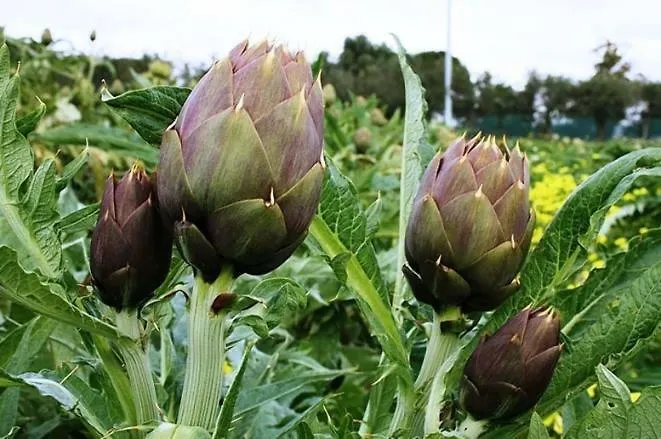 Sa Conca Ruia 农家乐 *